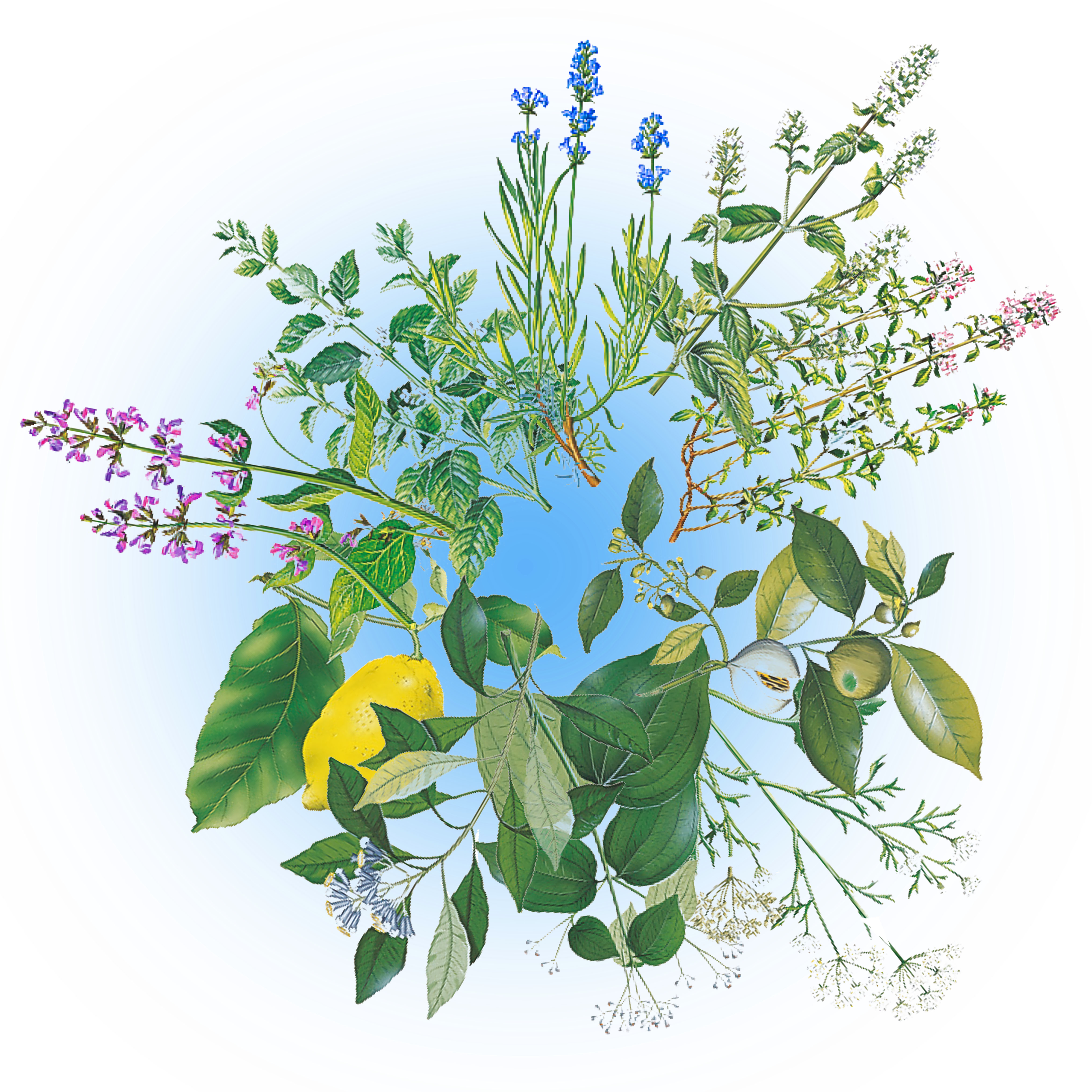Carmol, Tropfen, Äußerlich, Carmol Tropfen, Homöopathie,
              Schuck GmbH, Carmol Tropfen, Carmol Pastillen, Apotheke, Heilpflanzen, Schulter und Nackengel, Muskelcreme, Heilpraktiker